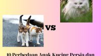 Perbedaan Anak Kucing Persia dan Kucing Kampung yang Baru Lahir