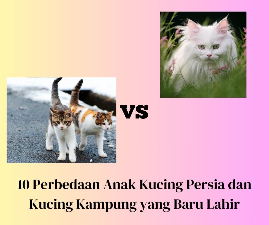 Perbedaan Anak Kucing Persia dan Kucing Kampung yang Baru Lahir